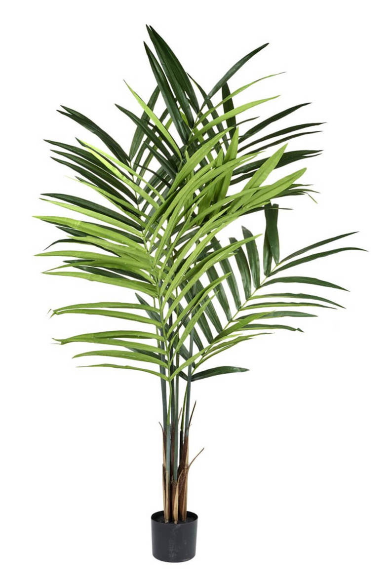 Parlane Kentia Palm Tree